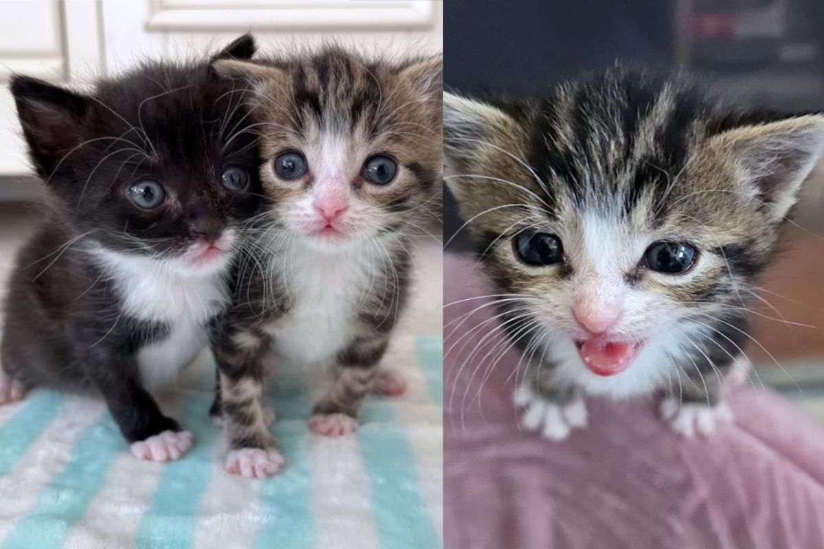 Residents Find Pair of Kittens Alone in Yard and Never Stop Looking for Rest of the Cats