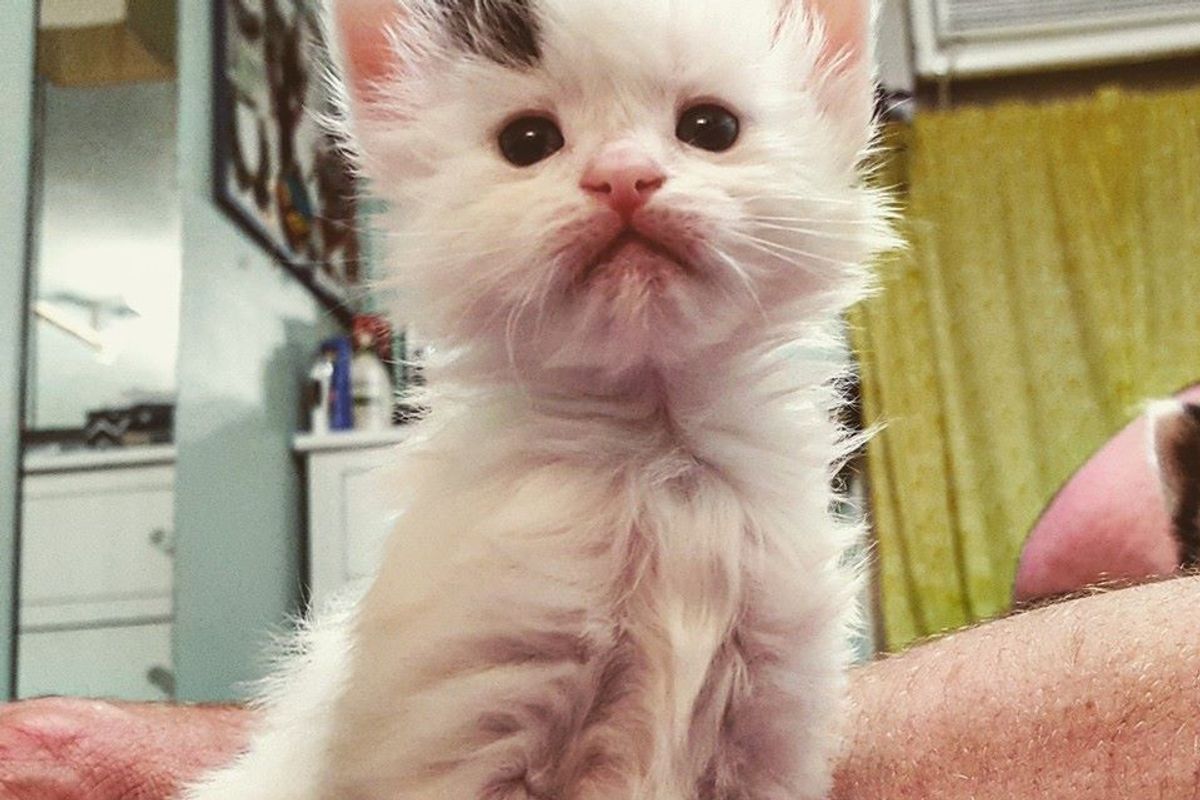 Woman Captures Time-lapse of Her Foster Kitten From Birth to Adoption