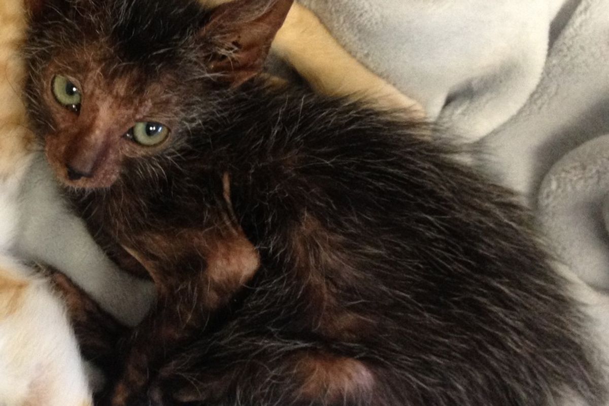 Feral Kitten Born in Garden, Has a Rare 'Werewolf' Like Look