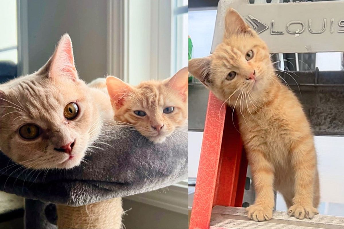 Kitten Stayed at Garden Center of Retail Chain Until Family Took Him in, Their House Cat Decided to Help