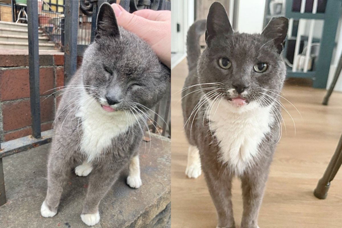 Cat Lived by Church for Years, One Day She Starts Following Person She Trusts, Eventually Changing Her Life