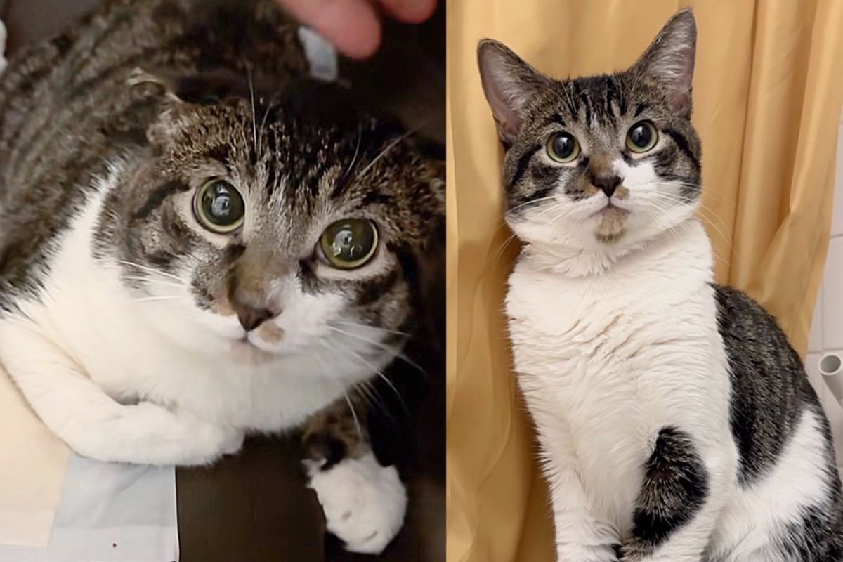 Cat Spotted Outside Goes from Wide-eyed to Spirited, Realizing Things are About to Get Much Better