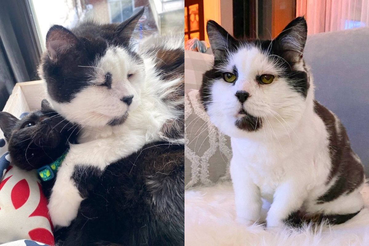 Cat Retires from Fatherhood After Being Saved from Farm and Starts Caring for Other Kittens in Need