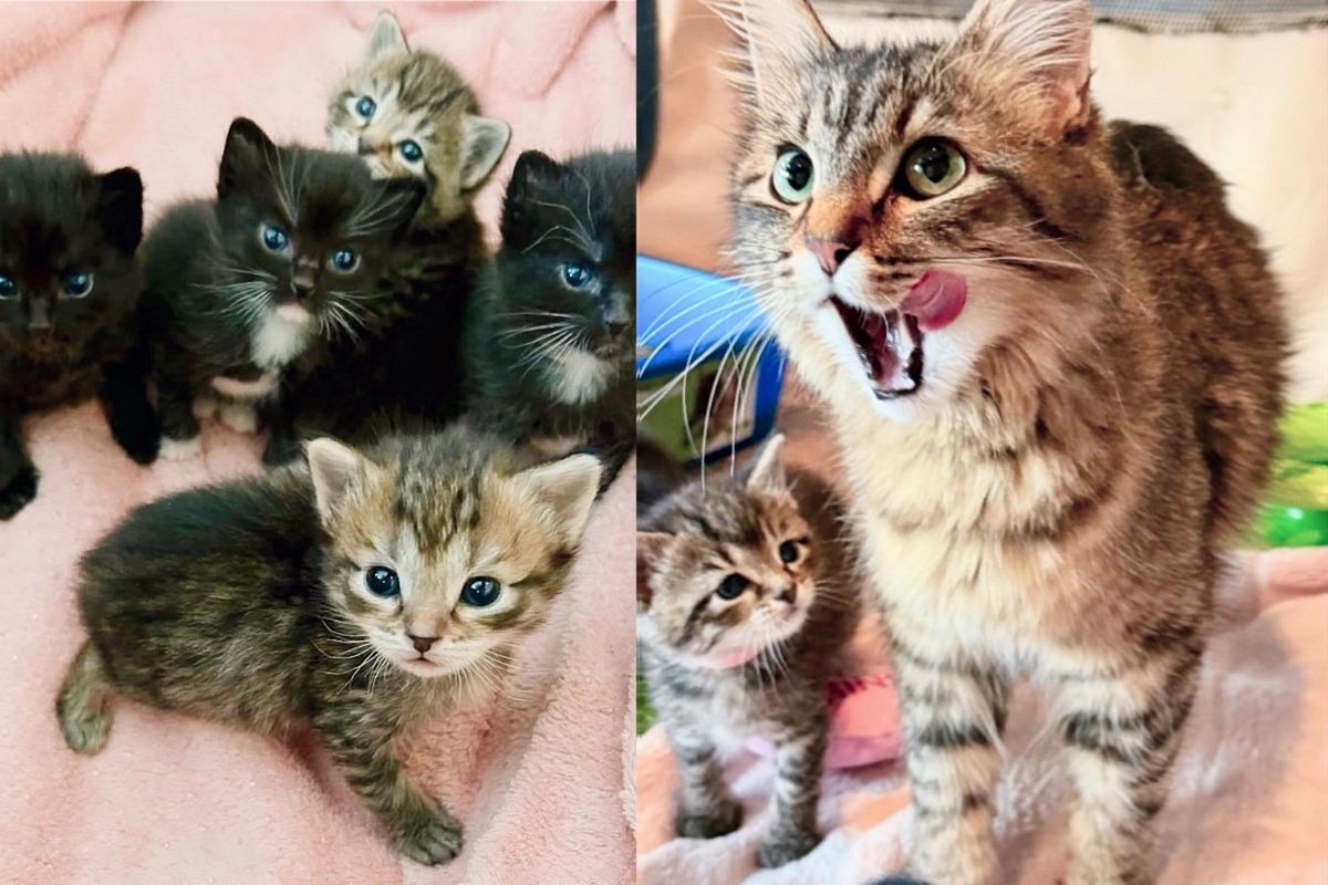 Cat Devoted Herself to 5 Kittens in Kennel, Everything Changes for Better When Person Takes Them in
