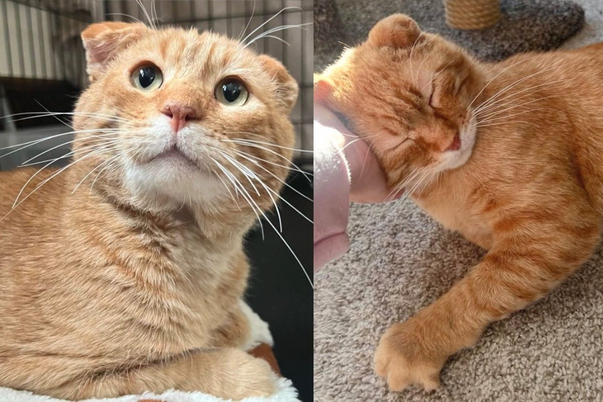 Woman Saw Cat with Crumpled Ears While Driving Home and Never Gave Up on Him, Now He Has Best Outcome
