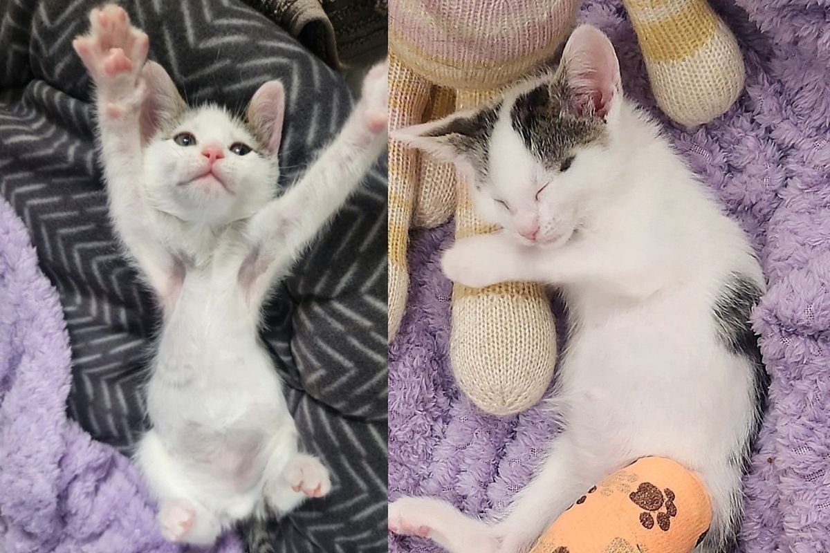 Kitten Determined to Bounce and Run Around Again, Believing He Can Do Anything