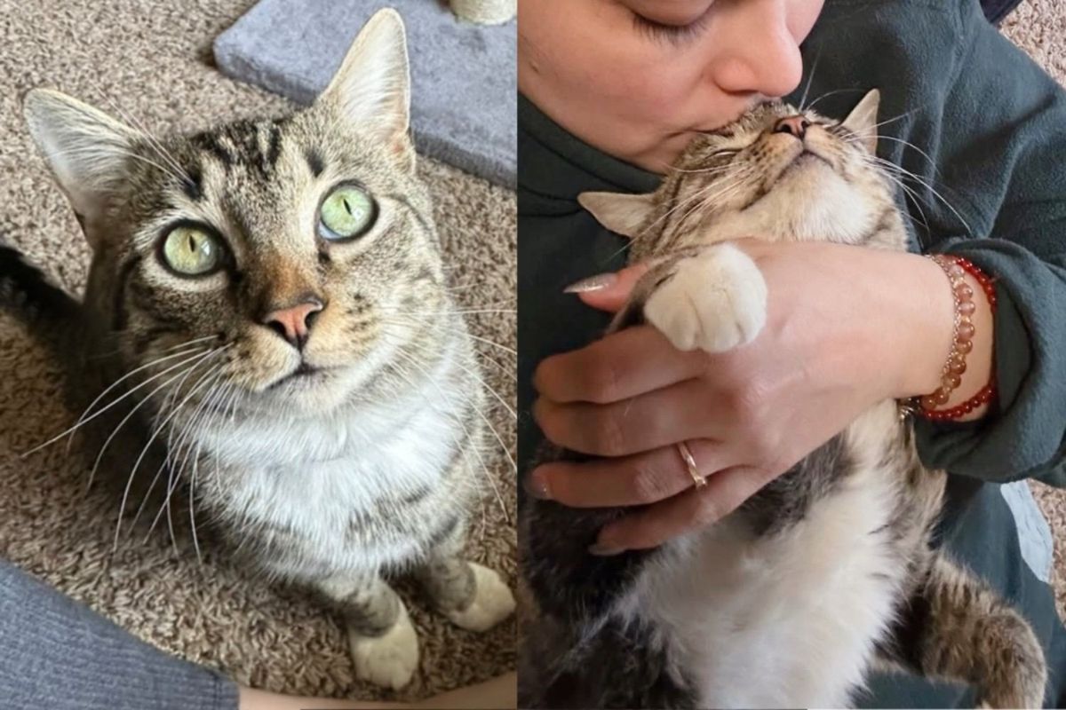 Cat Shows Up for Food, But She's Unlike the Others, Once Indoors, She Lets Her True Self Shine