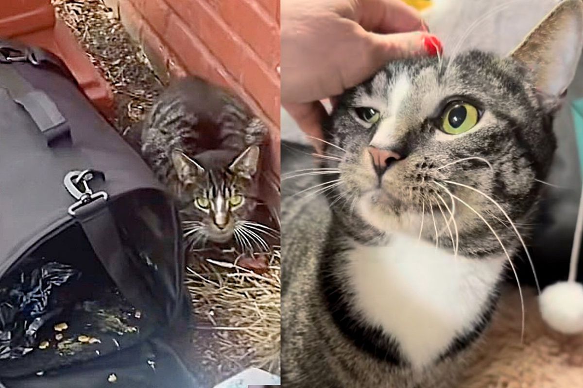 Cat Hides Behind Carrier Until People Come to Help, Realizing His Luck is About to Change