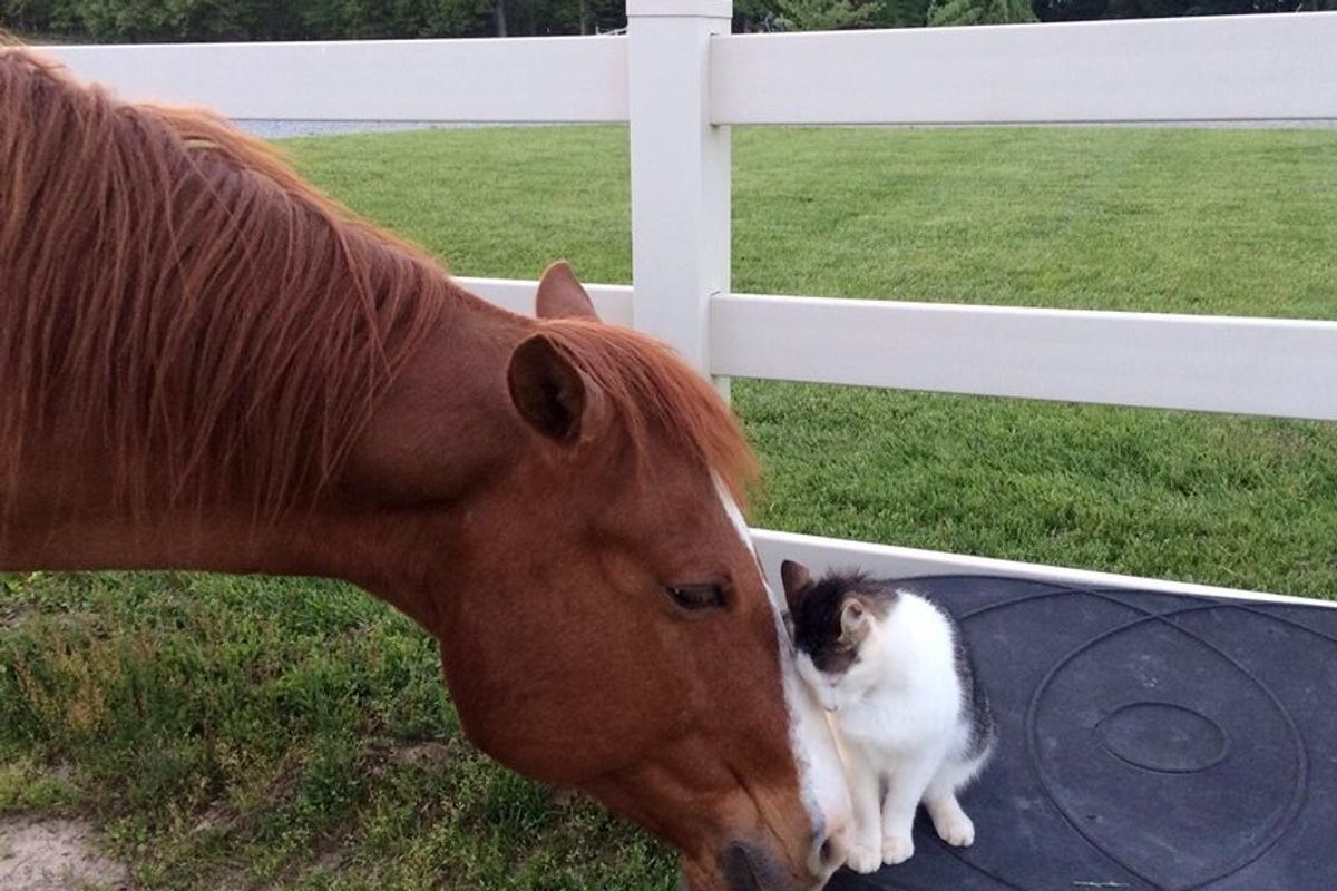 Cat Has Adored His Horse Buddy Since He was a Kitten