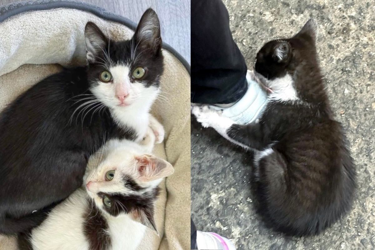 Kitten Grabs onto Person's Shoe Until He's Finally in a Home, Now He's Helping Another Cat in Need
