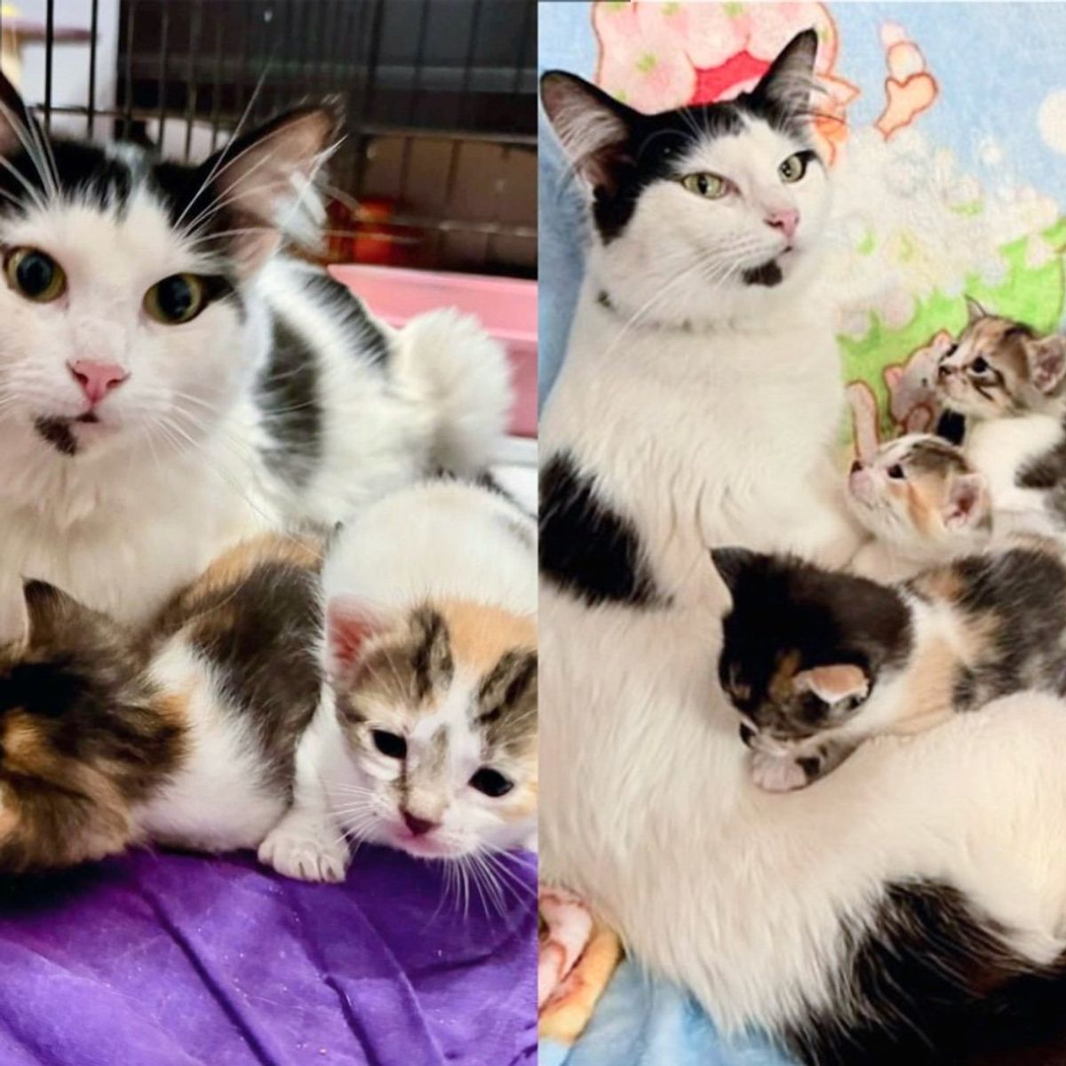 Neighbor Finds Cat Left Behind Then Hears What Sounds Like Kittens by the House and Rushes to Help - Love Meow