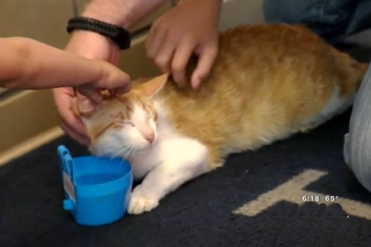 Cat Travels Across the Globe to Reunite with Veteran Who Saved Him