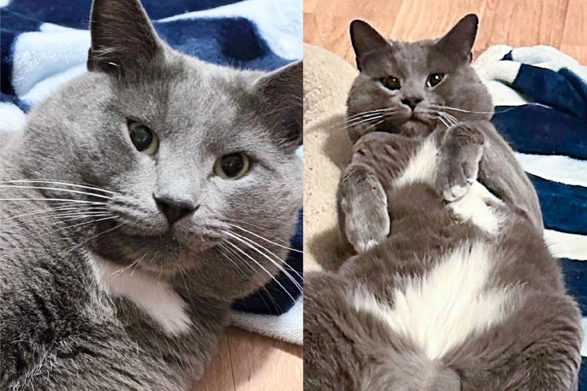 Street Cat Climbs Fence to Backyard, and One Day He Begins to Trust, Revealing His True Self
