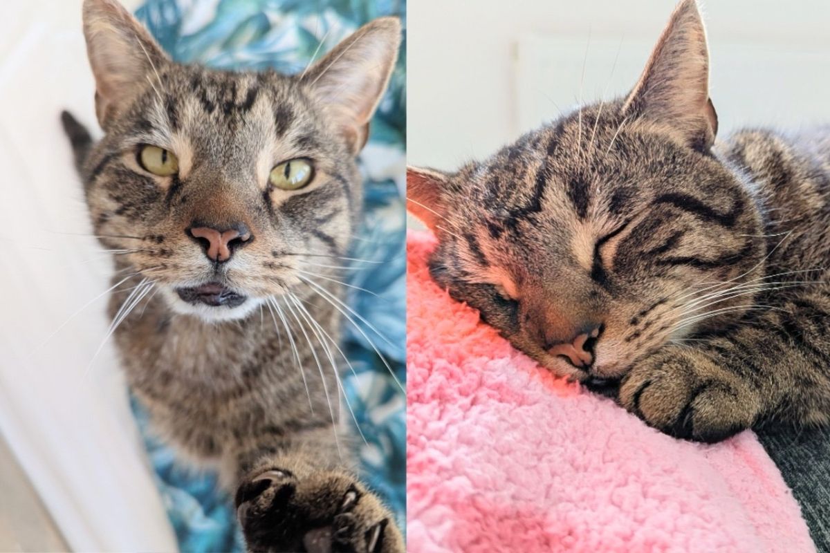 Cat Takes Shelter in Neighbor's Storage Cupboard, Eventually Finding Place Where He Can Be King