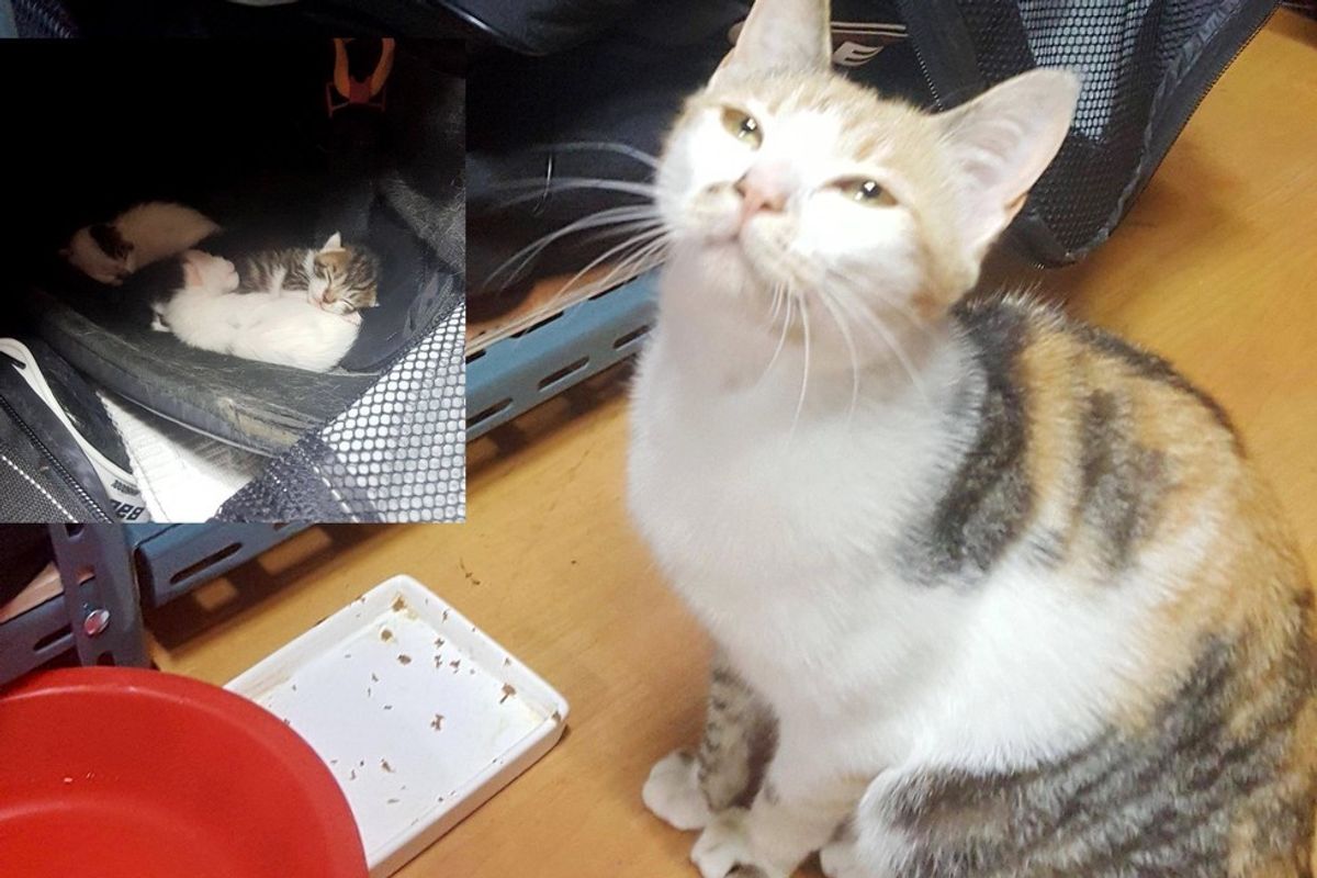 Stray Cat Gives Hockey Player Adorable Surprise in His Bag.
