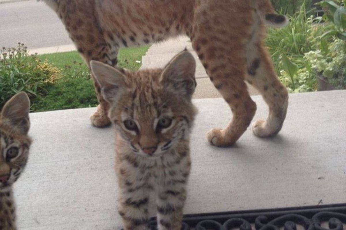 Bobcat Mom and Kittens Give Woman Surprise Visit on Her Doorstep