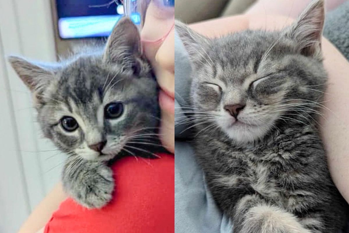 They Weren't Planning to Get Another Cat but Came Across a Kitten Who was Meant for Them All Along