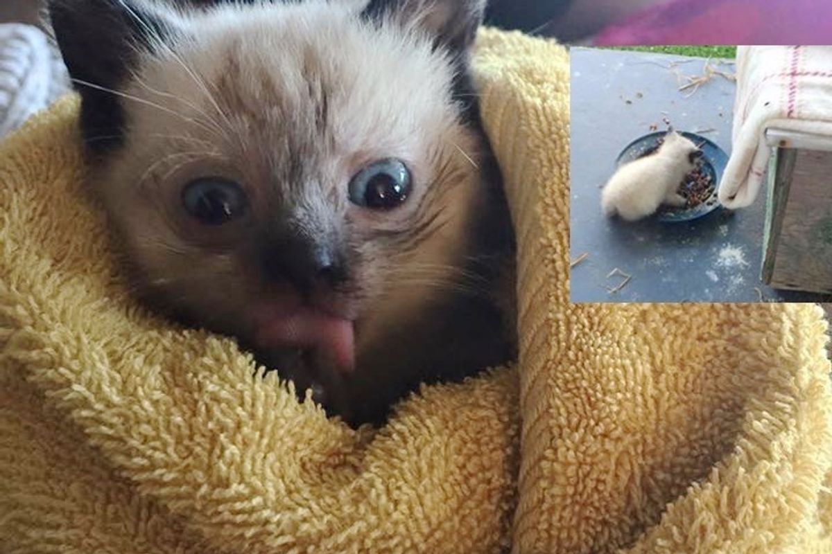 Stray Cat Brings Her Kittens to Her Human Friend Just in Time to Get Them Help