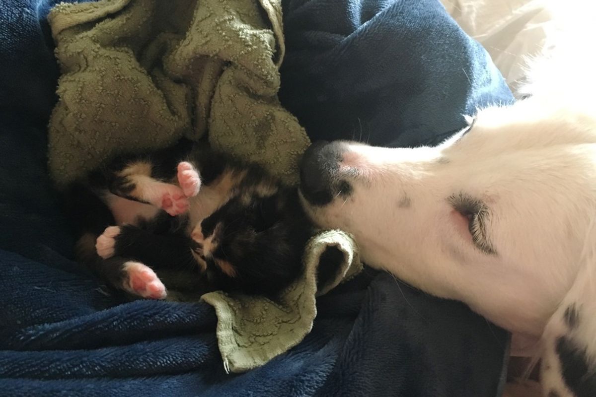Border Collie Found Orphaned Kitten and Won’t Leave Her Side