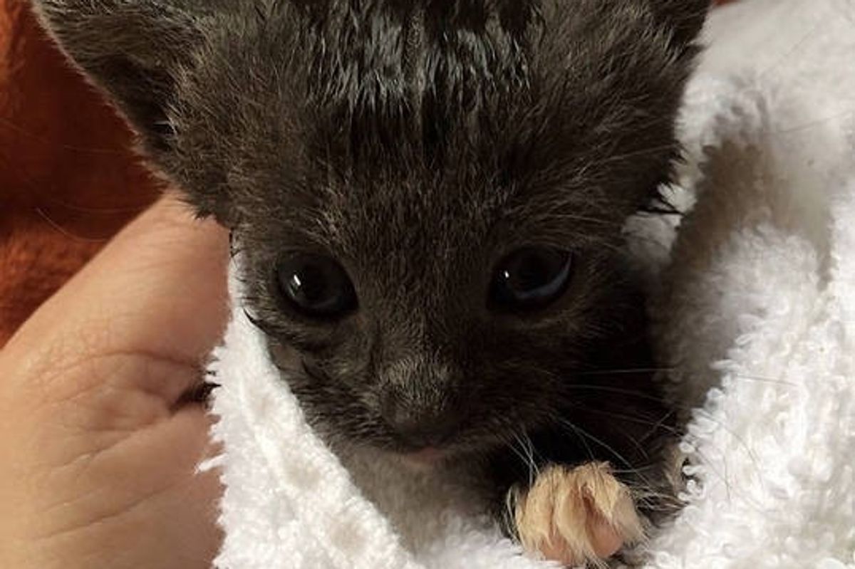 Foster Home Turns Little Orphan Kitten Around