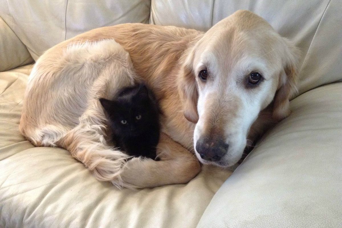 Dog Missed Having a Cat, So They Found Him a New Friend