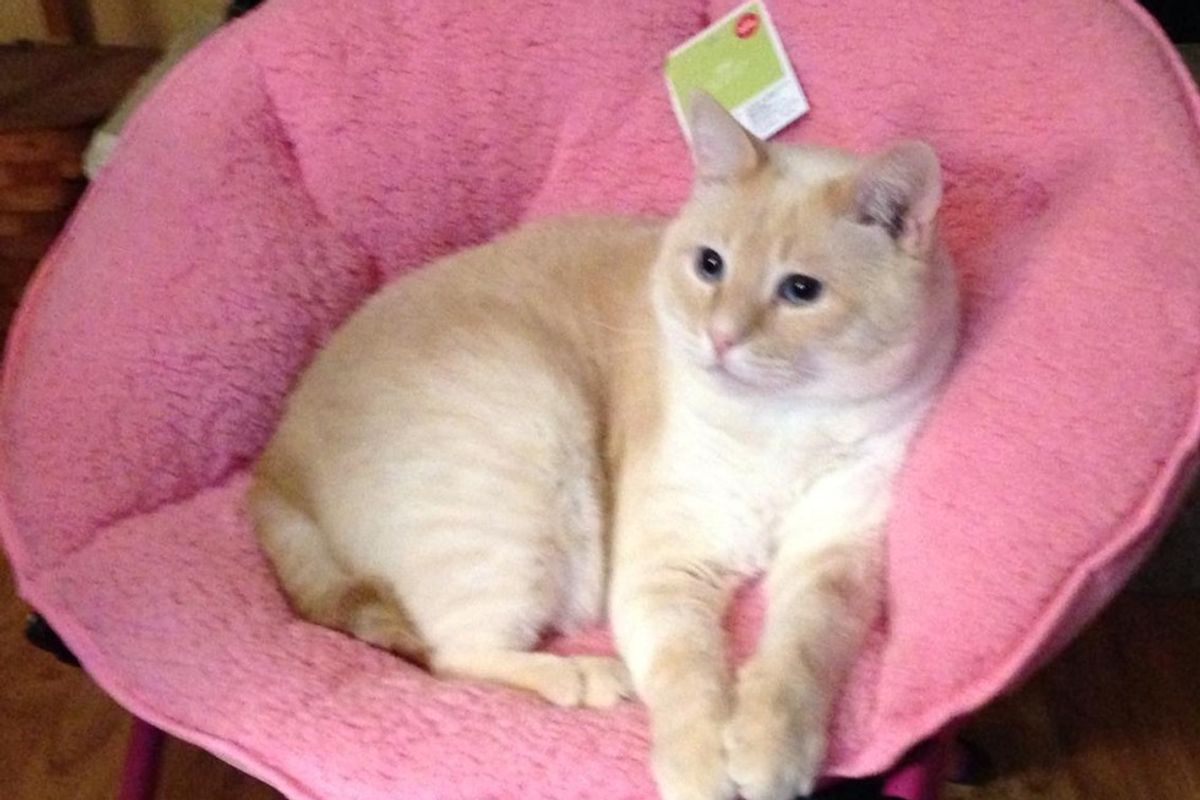 Cat Claims Baby’s Birthday Present, They Find One Way to Settle It