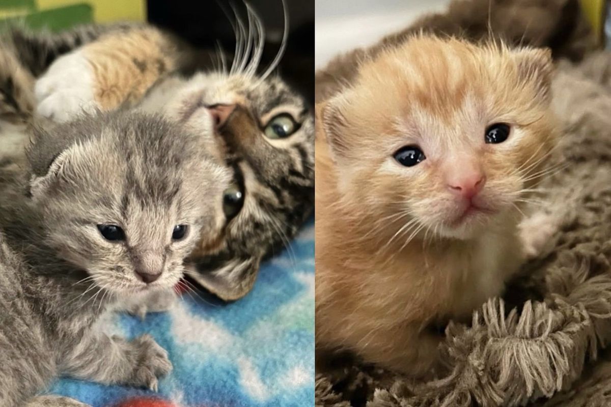 Clever Cat Approaches People Who Let Her in, Shortly After She Brings Kittens into World, Safe from the Cold