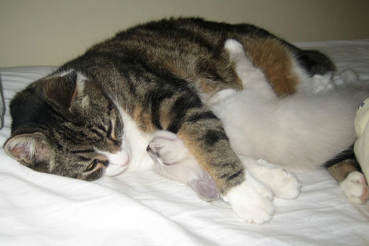 Kitten Left Behind by His Cat Mom, Found a New Cat Dad