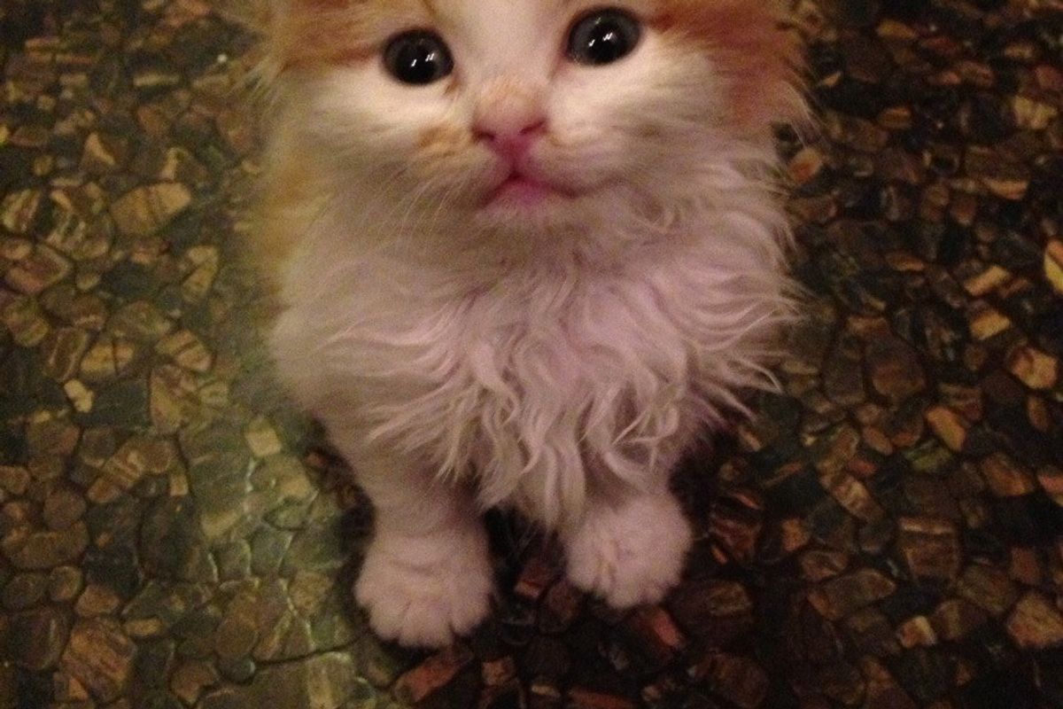Orphan Kitten Strays Into Man's Life. Now He's Family