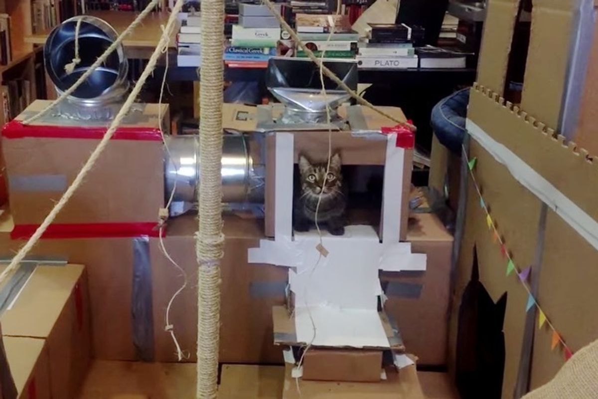 Man Tries to Build the Greatest Cat Fort for His Cat