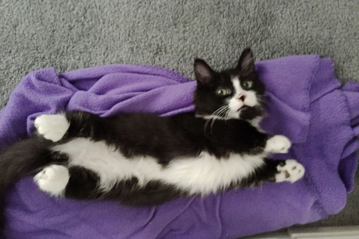 Feral Kitten Born with Shorter Legs Than His Siblings Doesn't Let Anything Slow Him Down