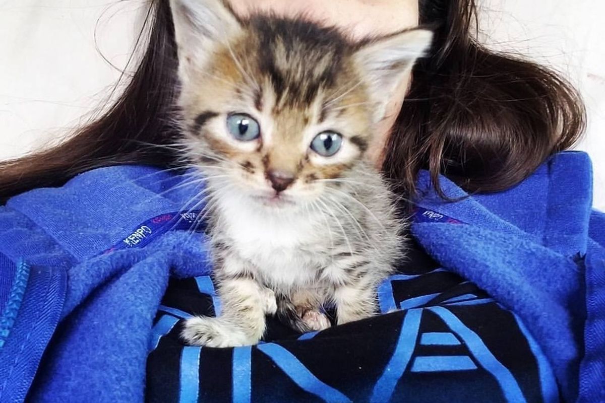 They Heard Meows of Struggle and Found a Tiny Runt in the Garden