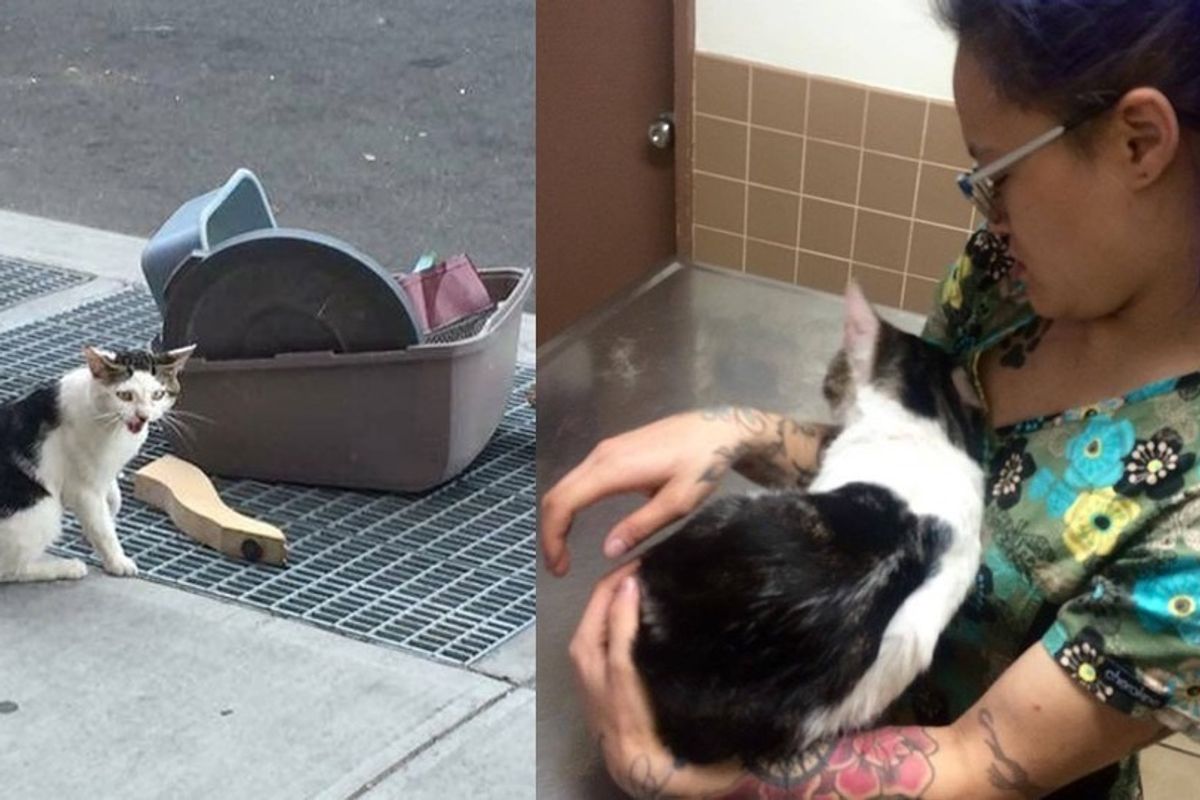 Cat Abandoned Next to His Belongings Finds the Perfect Person to Bring Him to Safety