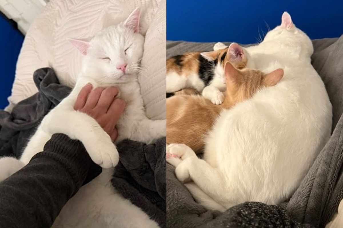 Cat, Who Checks in with Everyone, Meets Two Kittens and Becomes Father They Never Had