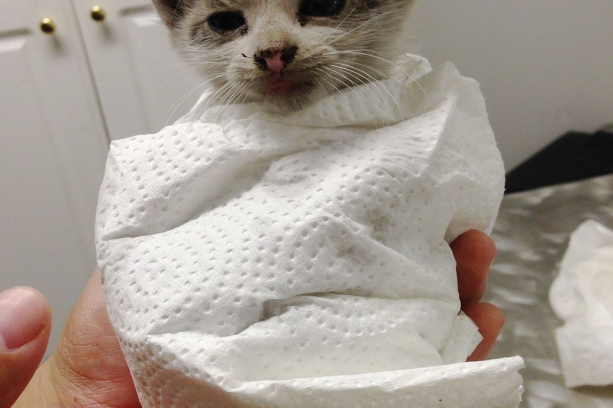 Kitten Runs Under a Truck at Red Light, Woman Rushes to Save Him