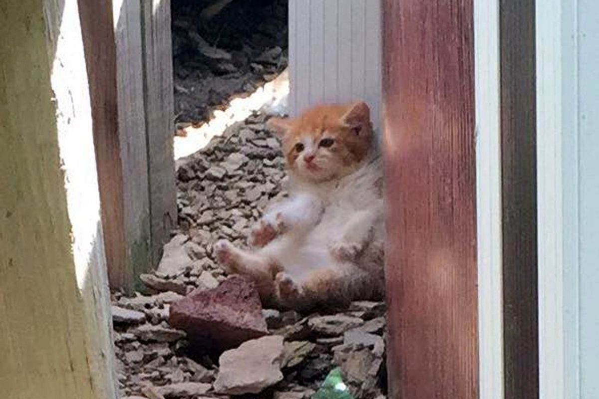 3 Kittens Found Under Pool Deck, One is Very Wobbly