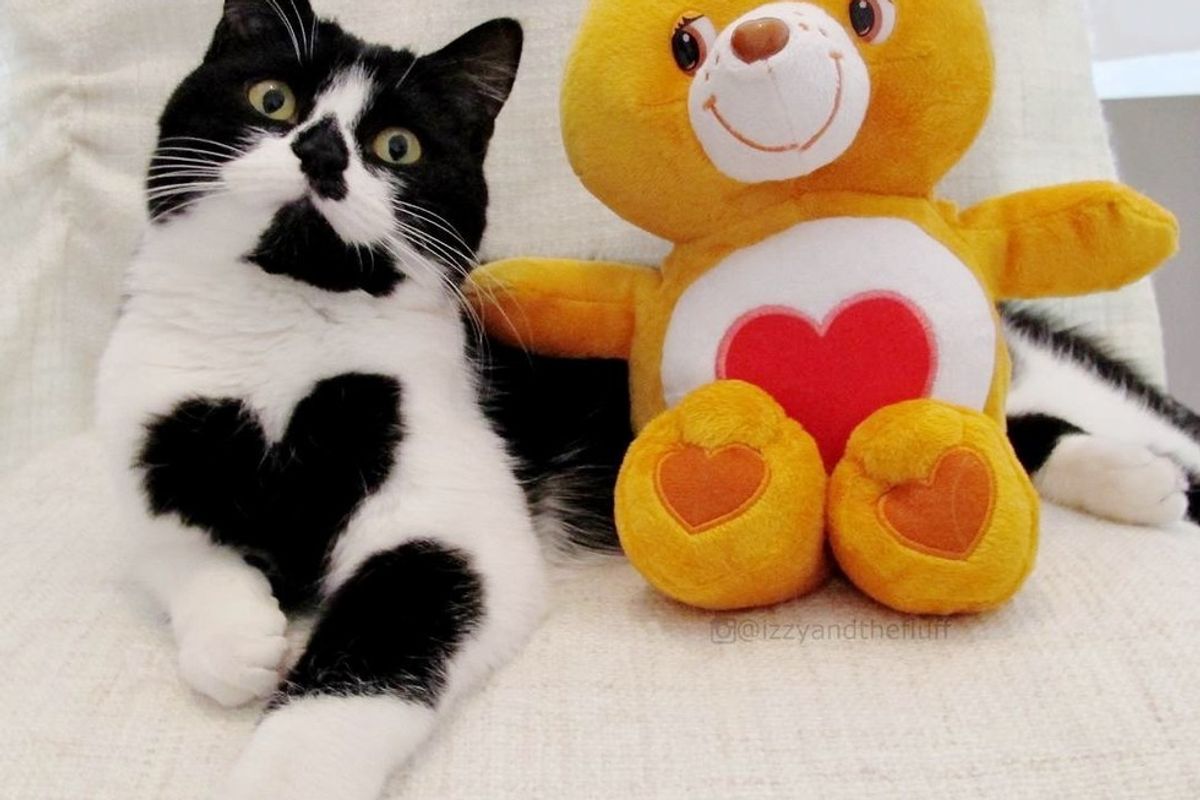 Cat Shows Her Human Love By Wearing Her Heart Every Day