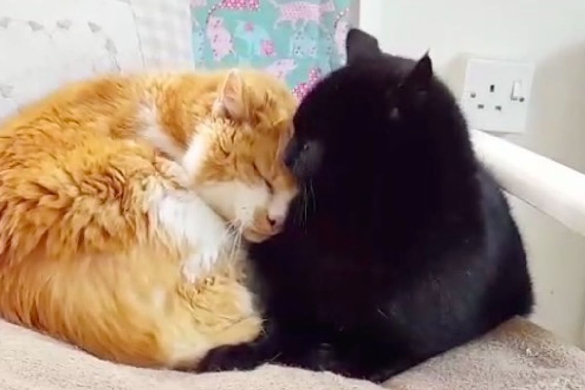 Two Senior Cats, 19 and 15, Find Each Other After They Lost Their Friends