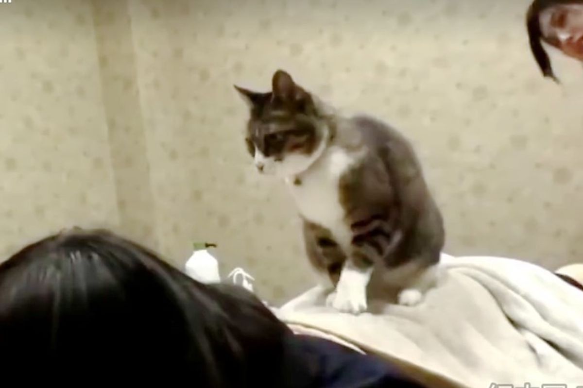 Esthetician Cat Offers Massages at a Beauty Parlor