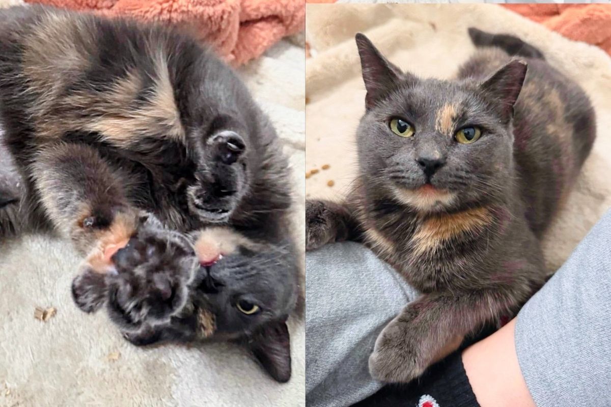 They Take in Cat from Streets and Watch Her Ask for Affection in Ways They Never Expected