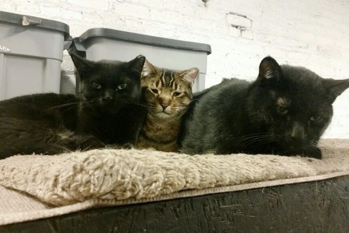 Brewery Adopts 4 Feral Cats, They Return the Favor by Keeping Rodents at Bay