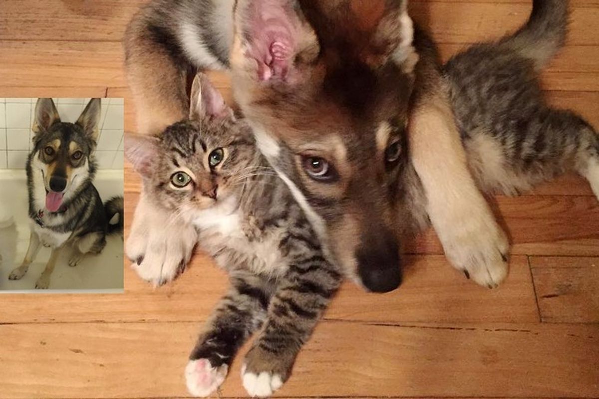 Dog Took Cat Out of Shelter and Becomes His Bodyguard for Life