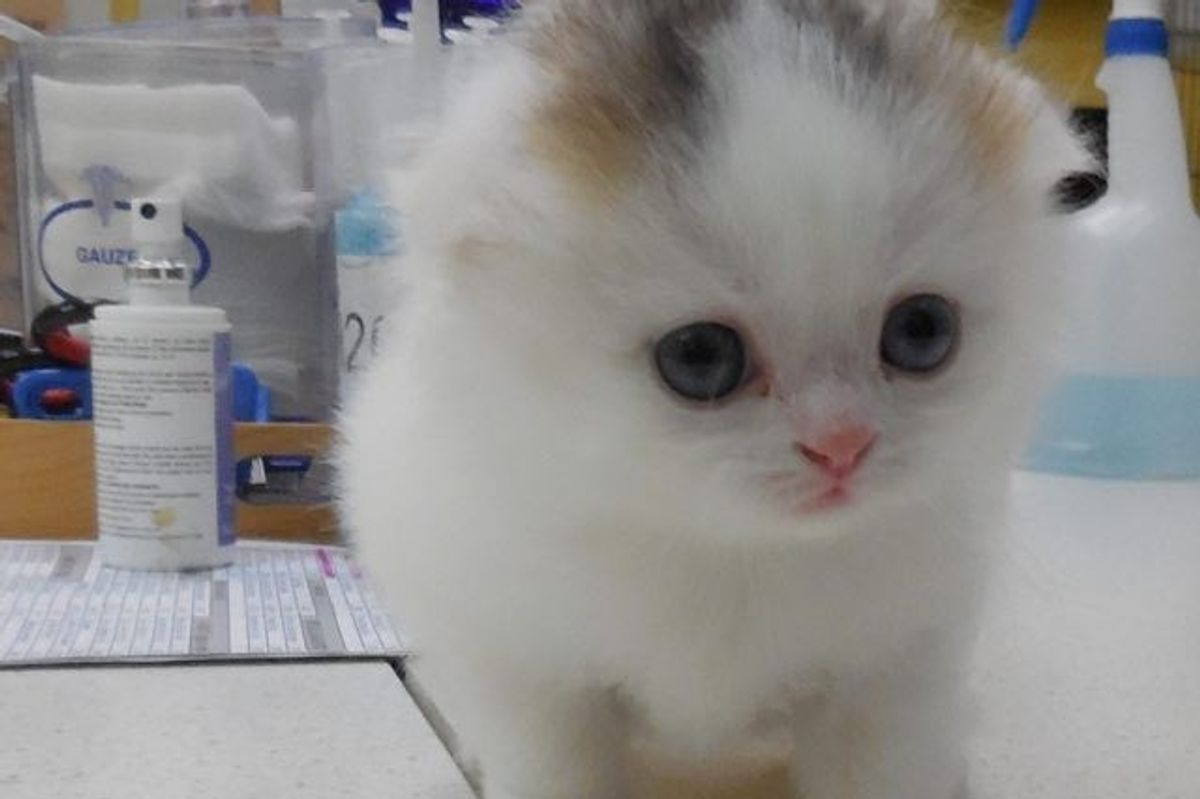 Second Male Calico the Vet Has Seen in His 54 Years of Practice!