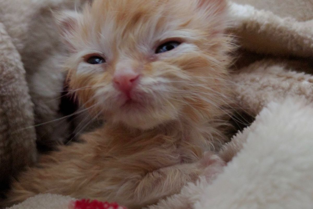 Kitten Goes from Weighing Almost Nothing to Now 5 Ounces!