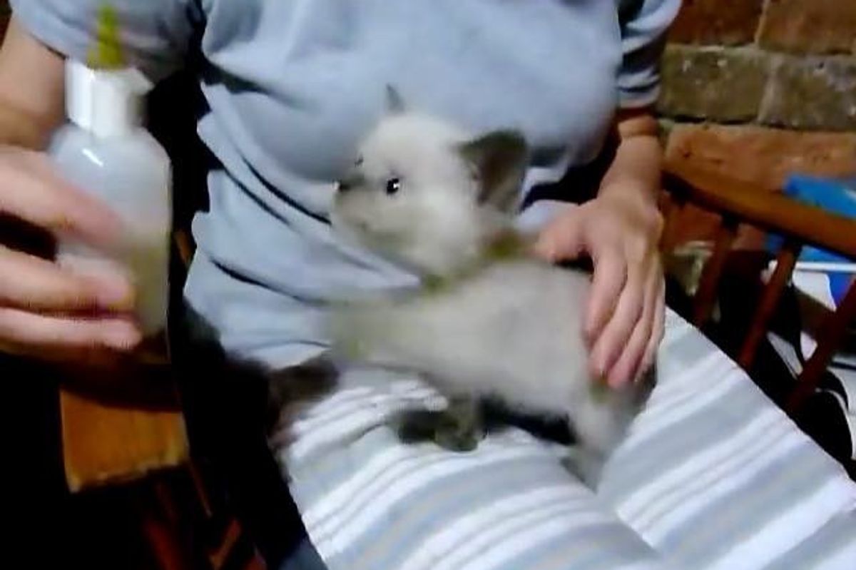 Tiny Kitten Meows Like a Baby Goat When Asking for her Bottle!