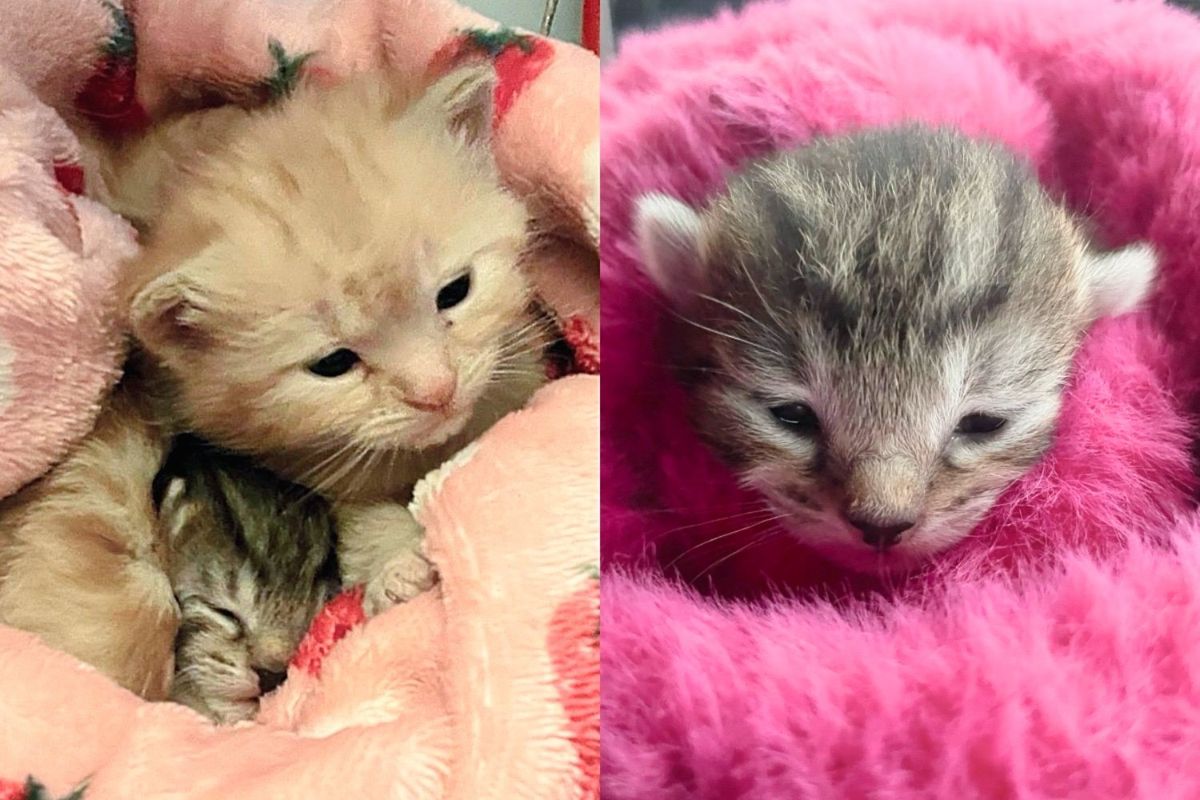 Moments After Stray Cat Moved Inside, She Had Kittens and Even Took on Another One that Needed Help