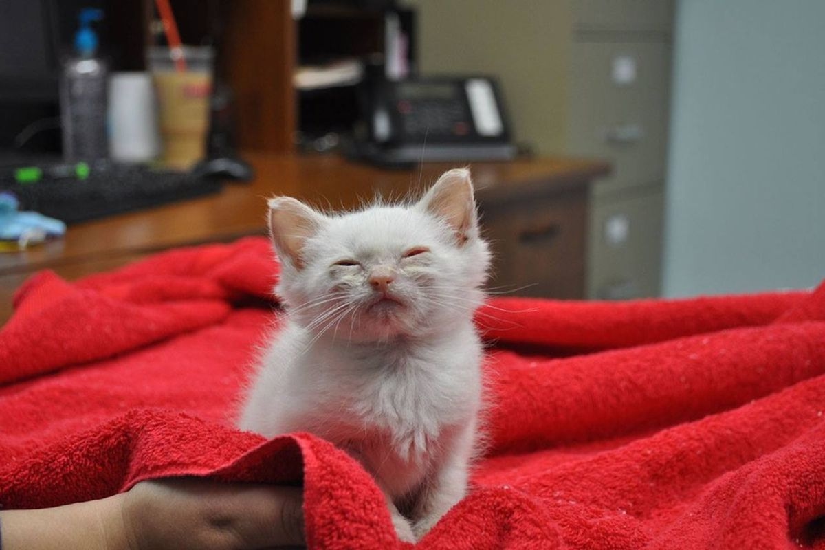 Tiny Kitten Rescued Off the Street, Feels Love for the First Time, The Difference in 2 Months