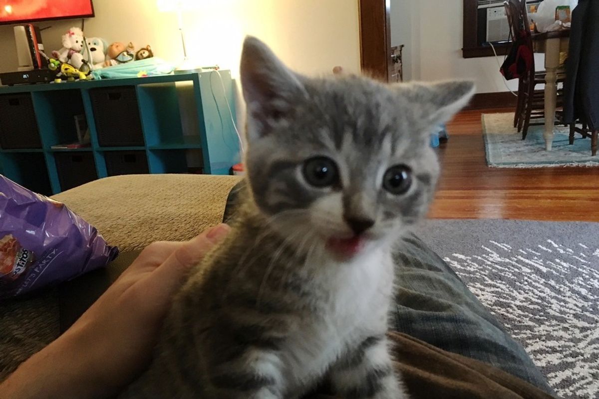 Kitten From the Woods Walks Up to Man and Asks Him to Be Her Human...