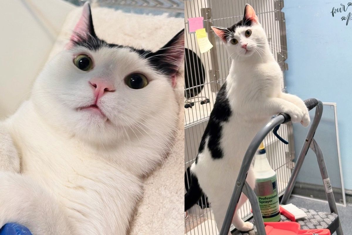 For Months Cat Tries Hard to Get Visitors to Notice Him in Shelter By Offering 'Help' and More
