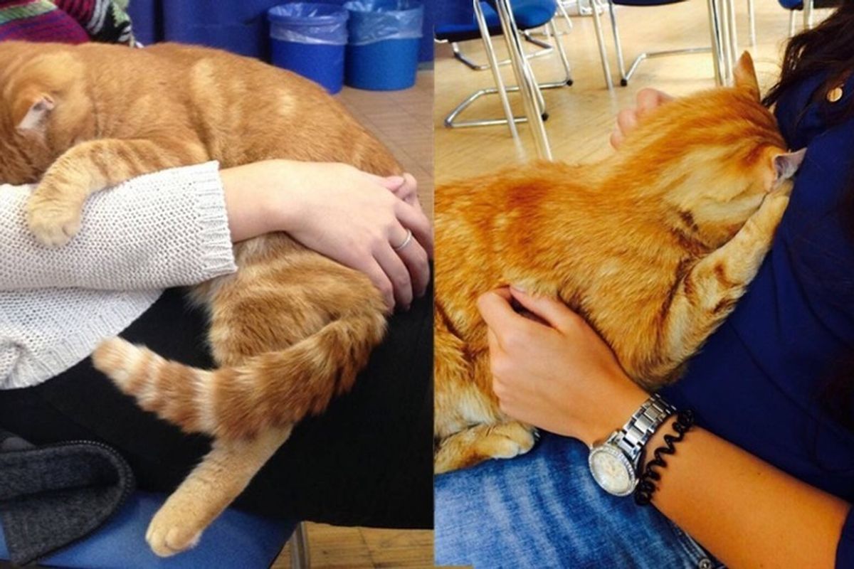 Cat Comes to School Every Day So He Can Rescue Students with Cuddles.. (with Updates)